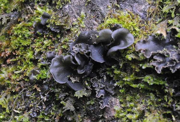 Licheni di Vallombrosa